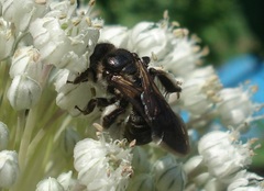 Andrena pilipes