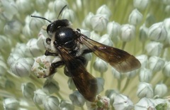 Andrena pilipes