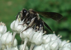 Andrena pilipes