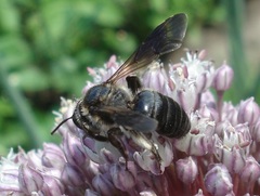 Andrena pilipes