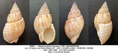 Nassarius glans