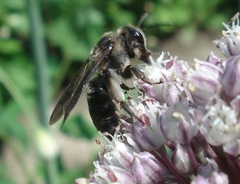 Andrena pilipes