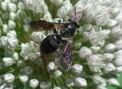 Andrena pilipes