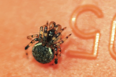 Dipoena melanogaster