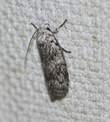 Lichenaula onychotypa