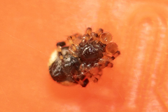 Dipoena melanogaster