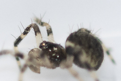 Dipoena melanogaster