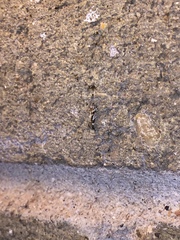 Aristotelia elegantella