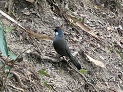 Pterorhinus chinensis