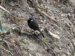 Pterorhinus chinensis