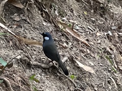 Pterorhinus chinensis