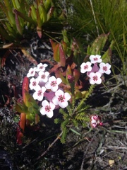 Erica ampullacea