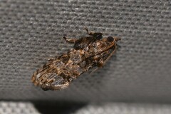 Cryptaspasma brachyptycha