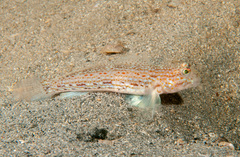 Istigobius hoesei