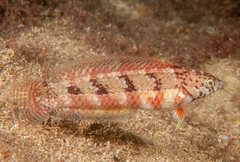 Eupetrichthys angustipes