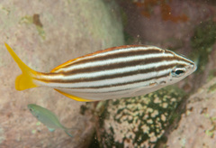 Atypichthys strigatus
