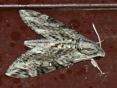 Agrius godarti