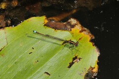 Austrocnemis splendida