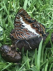 Charaxes brutus
