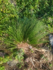 Festuca petraea