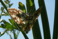Elophila nymphaeata