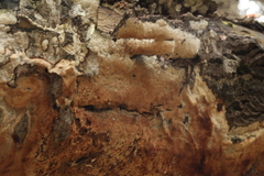 Antrodia heteromorpha