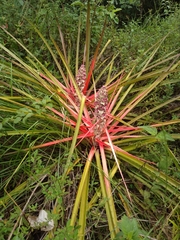 Bromelia balansae