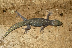 Oedura tryoni