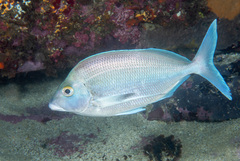 Nemadactylus douglasii