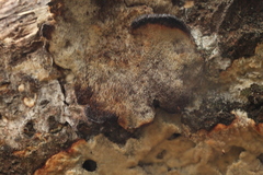 Antrodia heteromorpha