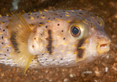 Dicotylichthys punctulatus