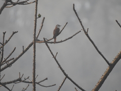 Cacomantis sonneratii