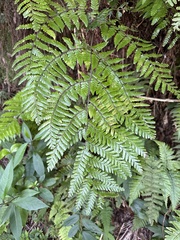 Ctenitis subglandulosa