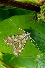 Elophila nymphaeata
