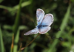 Polyommatus eros