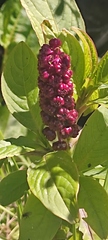 Phytolacca bogotensis