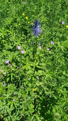 Phyteuma betonicifolium