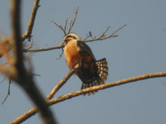 Collared Falconet photo 5