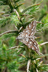 Elophila nymphaeata
