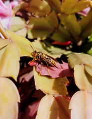 Polistes rothneyi