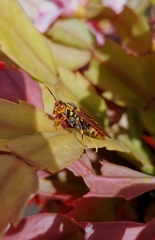 Polistes rothneyi