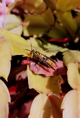 Polistes rothneyi