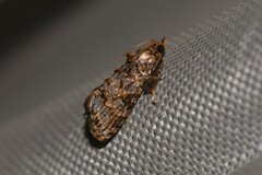 Cryptaspasma brachyptycha