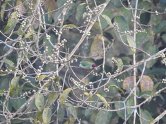 Psilopogon malabaricus