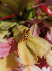 Polistes rothneyi
