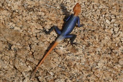 Agama planiceps
