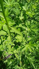 Phyteuma betonicifolium