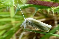 Crambus perlella