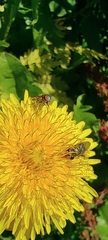 Asemosyrphus mexicanus