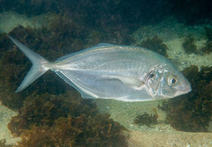 Pseudocaranx georgianus